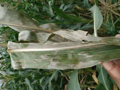 Banded Leaf and Sheath Blight - Maize