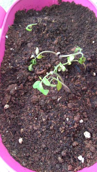 Damping-Off of Seedlings - Tomato