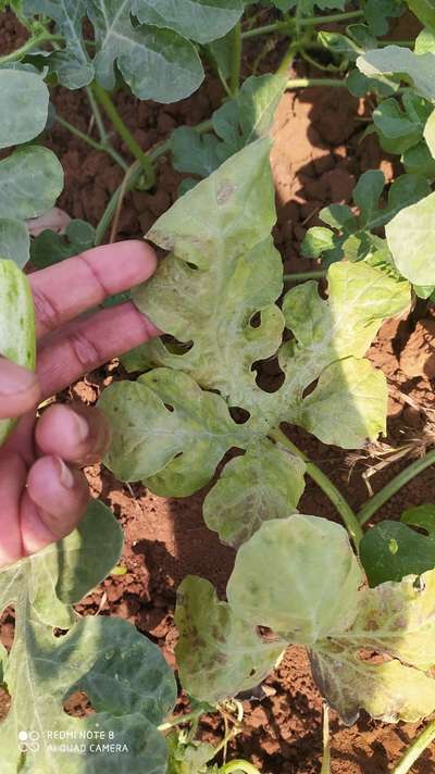 Nitrogen Deficiency - Melon