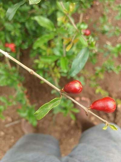 ಥ್ರಿಪ್ಸ್ ನುಸಿ - ದಾಳಿಂಬೆ