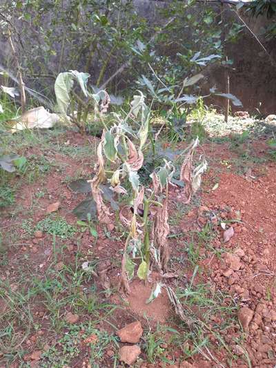 Fusarium Wilt - Brinjal