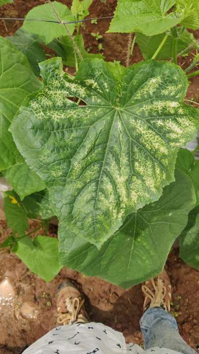 Cucumber Mosaic Virus - Cucumber