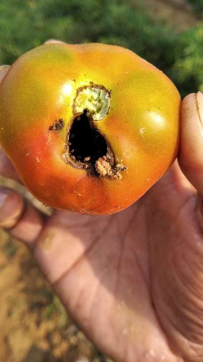 Helicoverpa Caterpillar - Tomato