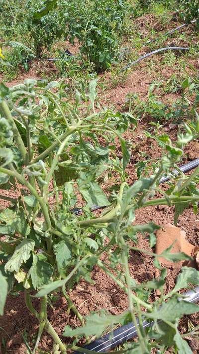 Herbicide Growth Damage - Tomato