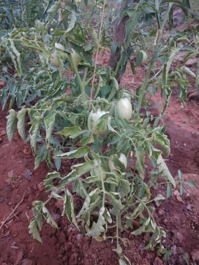 ಥ್ರಿಪ್ಸ್ ನುಸಿ - ಟೊಮೆಟೊ