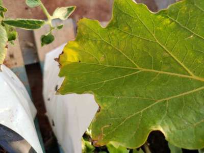 Potassium Deficiency - Brinjal