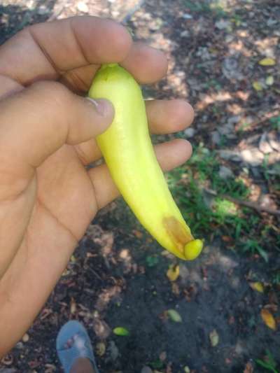 Podredumbre Blanda Bacteriana  - Capsicum y chile