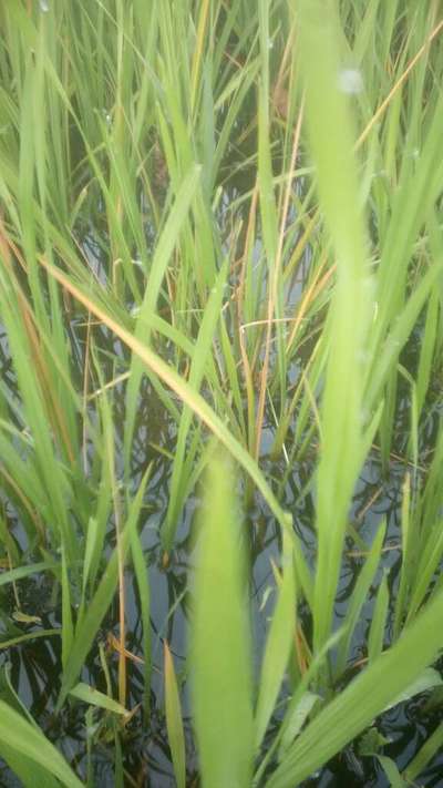 Rice Sheath Blight - Rice
