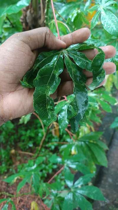 Cassava Mosaic Disease - Cassava