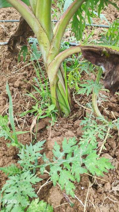 Bacterial Soft Rot of Banana - Banana