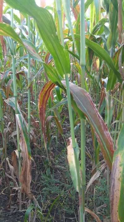 Potassium Deficiency - Sorghum