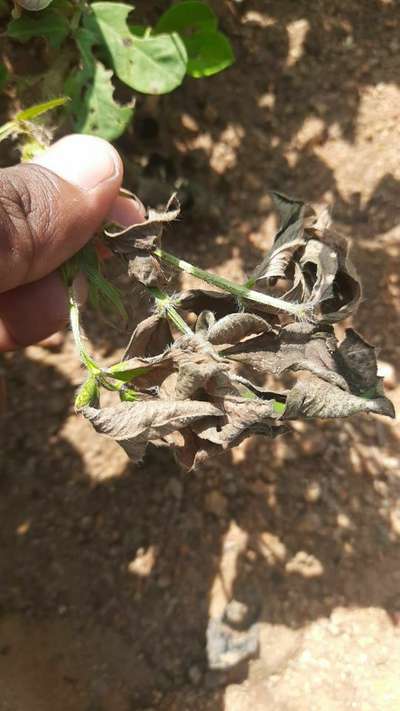 Late and Early Leaf Spot - Peanut