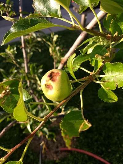 Brown Mite - Apple