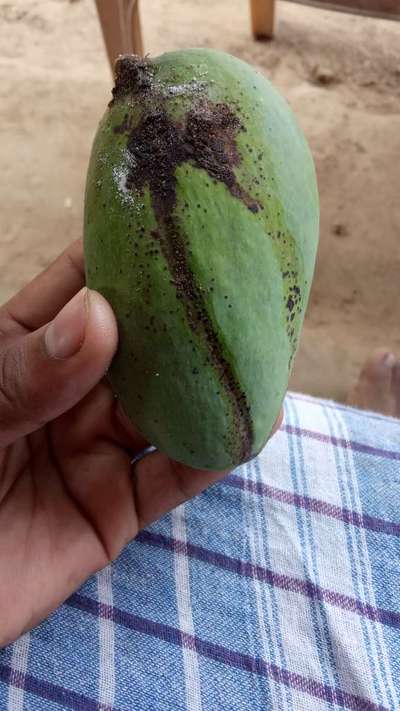 Mango Fruit Borer - Mango