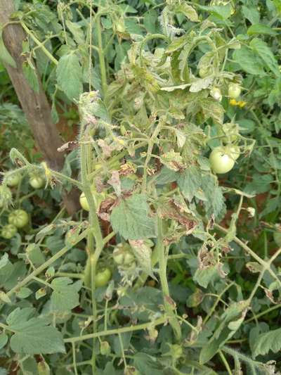 Bacterial Wilt - Tomato