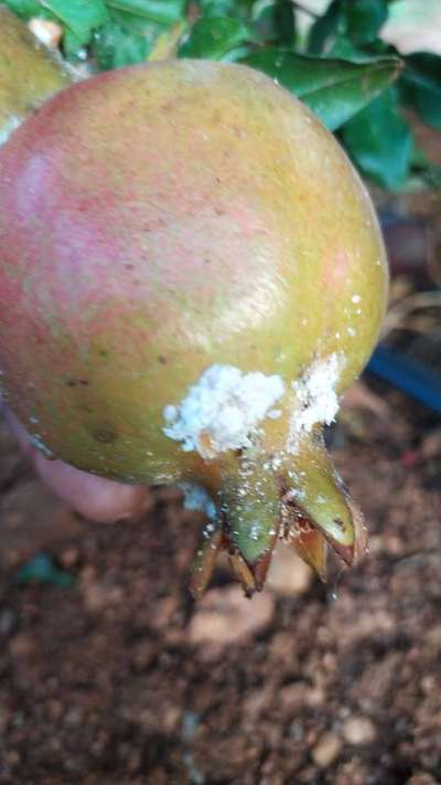 ಮಿಲಿಬಗ್ - ದಾಳಿಂಬೆ
