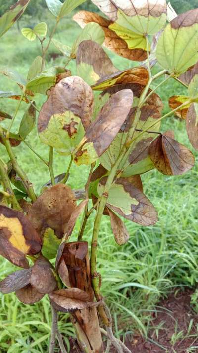 Potassium Deficiency - Peanut