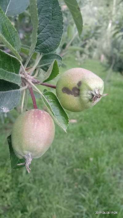 Anthracnose of Apple - Apple