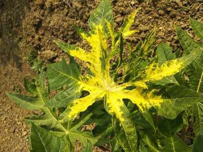 Papaya Leaf Curl Virus - Papaya