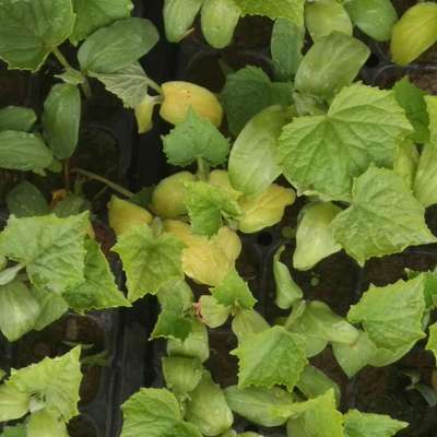 Nitrogen Deficiency - Cucumber