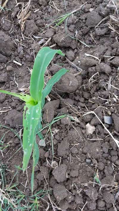 Stem Borer - Maize