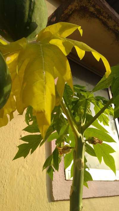 Nitrogen Deficiency - Papaya