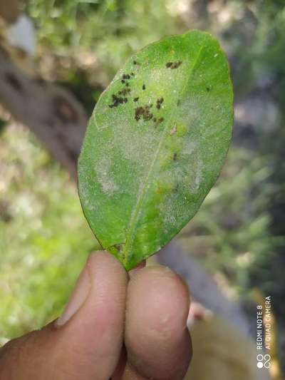 Aphids - Citrus