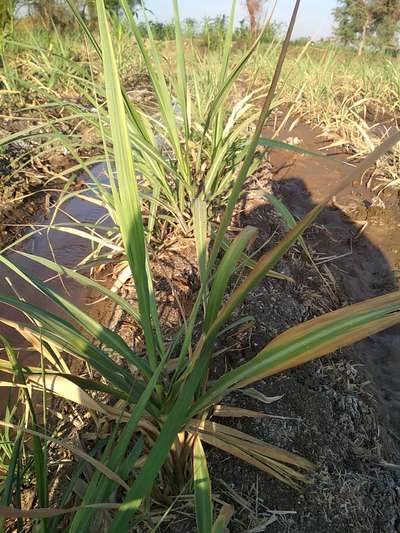 ಪೊಟ್ಯಾಸಿಯಮ್  ಕೊರತೆ - ಕಬ್ಬು