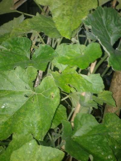 পাউডারি মাইল্ডিউ - কুমড়া