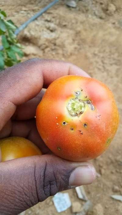 Mediterranean Fruit Fly - Tomato