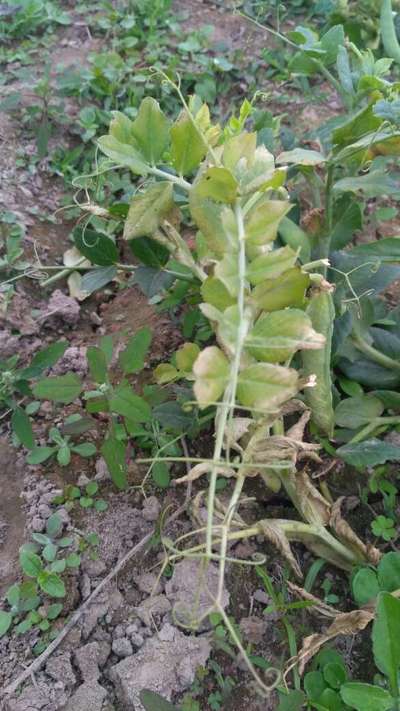 Powdery Mildew - Pea