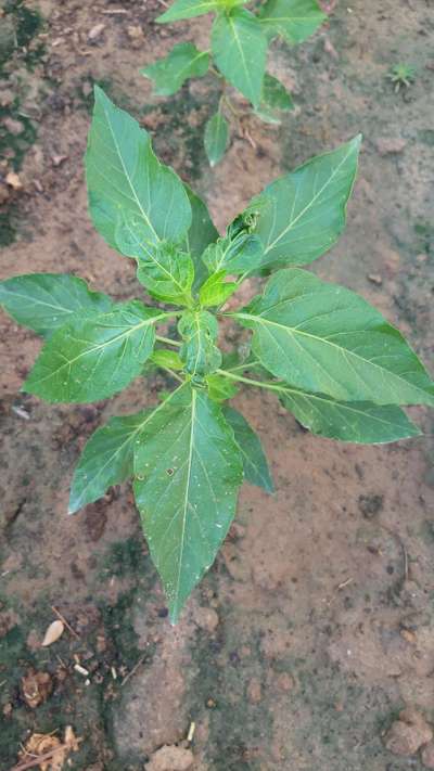 Spider Mites - Capsicum & Chilli