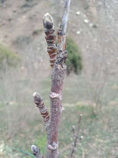 Fruit Tree Canker - Apple