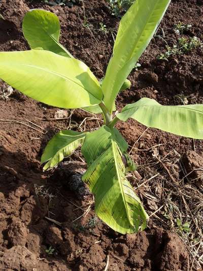 ಕ್ಯಾಲ್ಸಿಯಂ ಕೊರತೆ - ಬಾಳೆಹಣ್ಣು