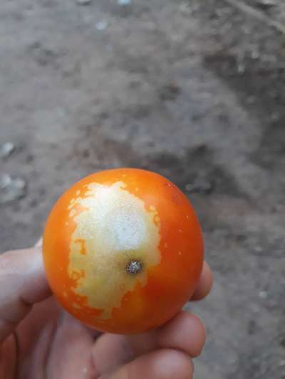 Queimadura Solar Abiótica - Tomate