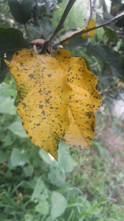 Woolly Aphid - Apple