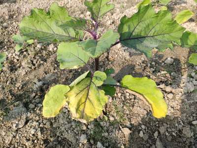 Nitrogen Deficiency - Brinjal