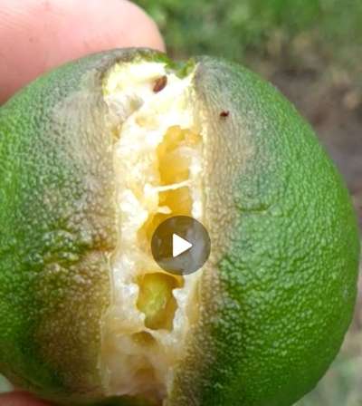 Melon Fruit Fly - Citrus