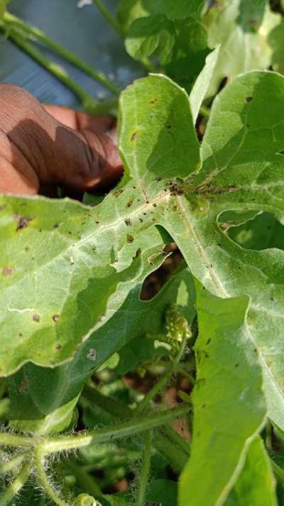 Leaf Miner Flies - Melon