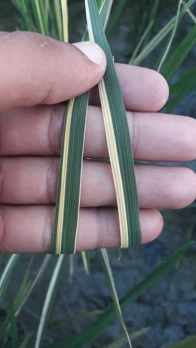 Leaf Variegation - Rice