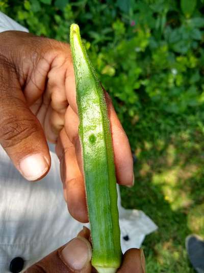 Thrips - Okra