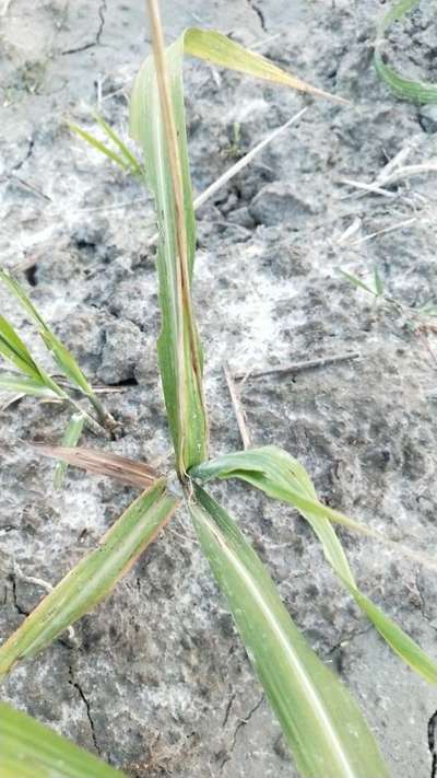 Early Shoot Borer - Sugarcane