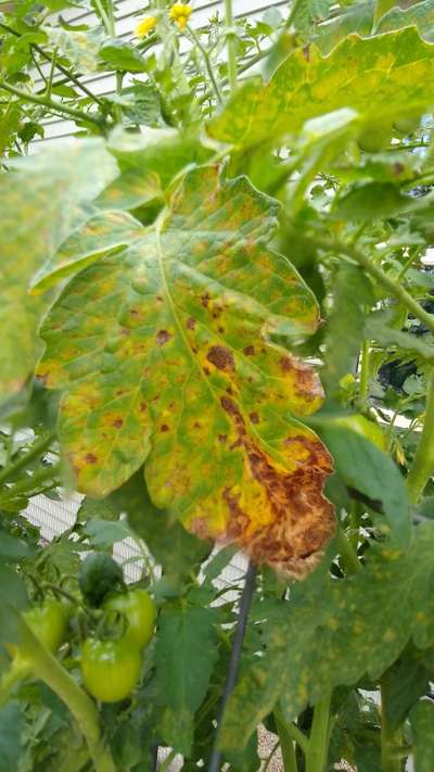 Early Blight - Tomato