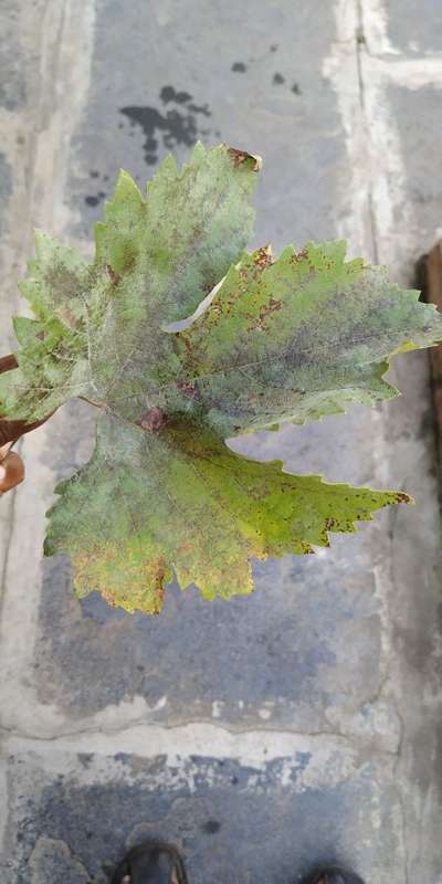 Grape Rust - Grape