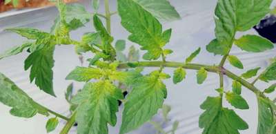 Sulfur Deficiency - Tomato