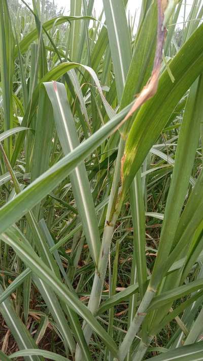 Sugarcane Mosaic Virus - Sugarcane