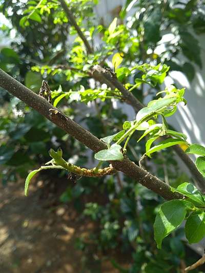 Oleander Scale - Citrus