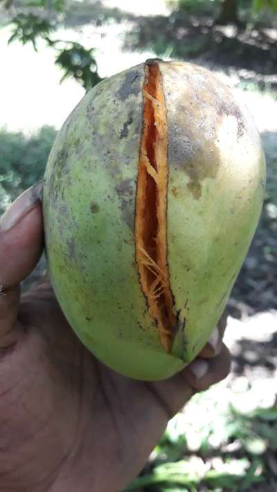 Boron Deficiency - Mango