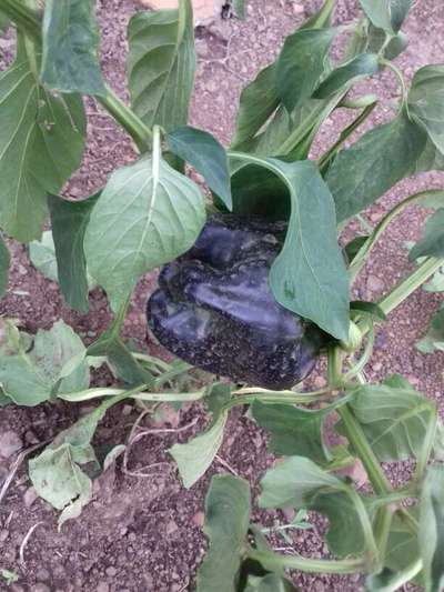 Phosphorus Deficiency - Capsicum & Chilli