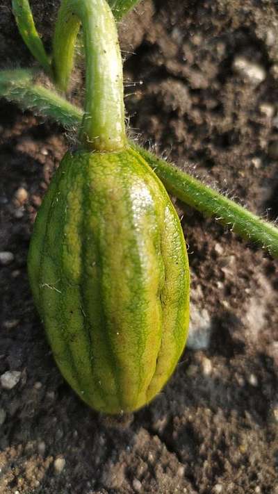 Boron Deficiency - Melon